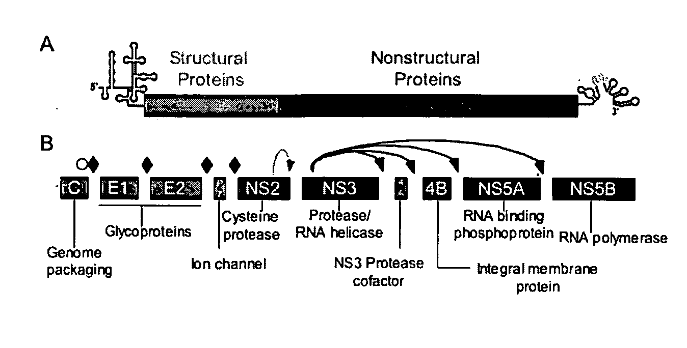 Hcv e2 construct compositions and methods