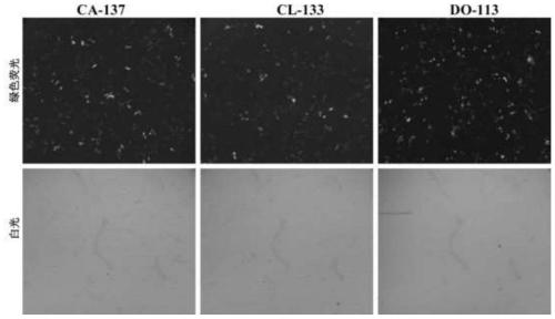 Efficient gene knockout vector and application thereof