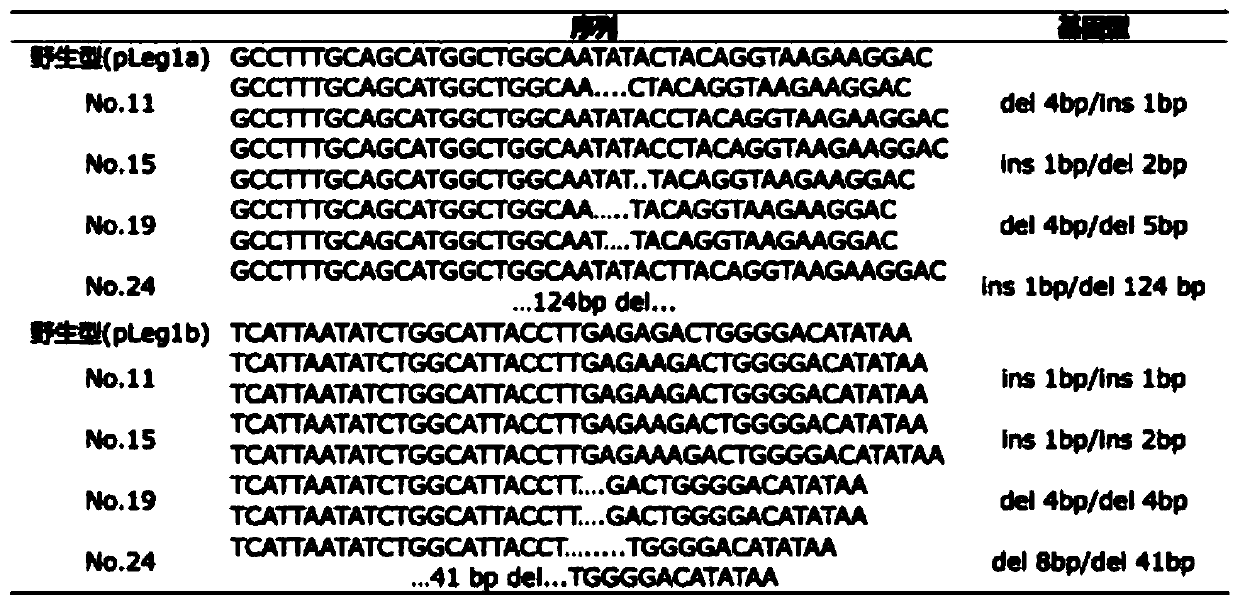 Efficient gene knockout vector and application thereof