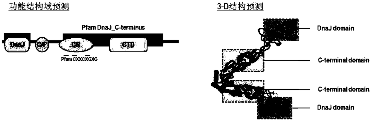 Litopenaeus vannamei heat shock protein 40 gene lvHSP40 and application thereof in inhibition of ovary development of litopenaeus vannamei