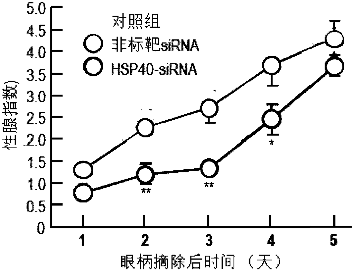 Litopenaeus vannamei heat shock protein 40 gene lvHSP40 and application thereof in inhibition of ovary development of litopenaeus vannamei