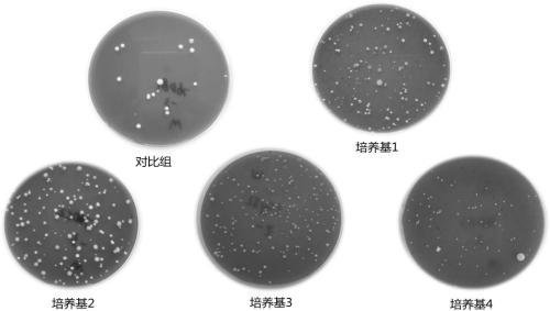 Isolation medium for lactic acid bacteria and preparation method of isolation medium as well as lactic acid bacterium screening method