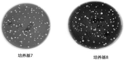 Isolation medium for lactic acid bacteria and preparation method of isolation medium as well as lactic acid bacterium screening method