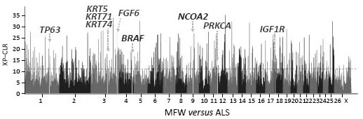 Gene chip, molecular probe combination and kit for analyzing characteristics of sheep wool and application