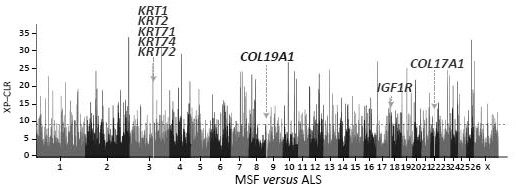 Gene chip, molecular probe combination and kit for analyzing characteristics of sheep wool and application