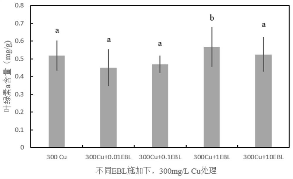 Method for enhancing scindapsus aureus by using plant hormone 2, 4-EBL so as to repair copper-polluted water body