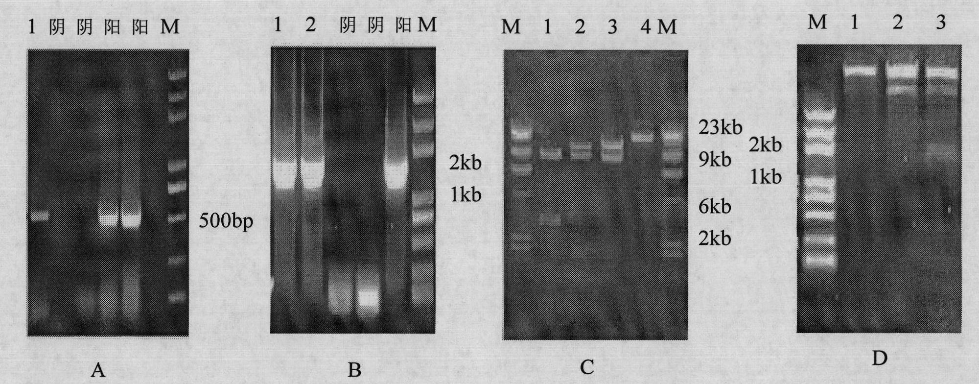 Mammary gland specificity expression vector capable of efficiently expressing para-insulin growth factor IGF-1