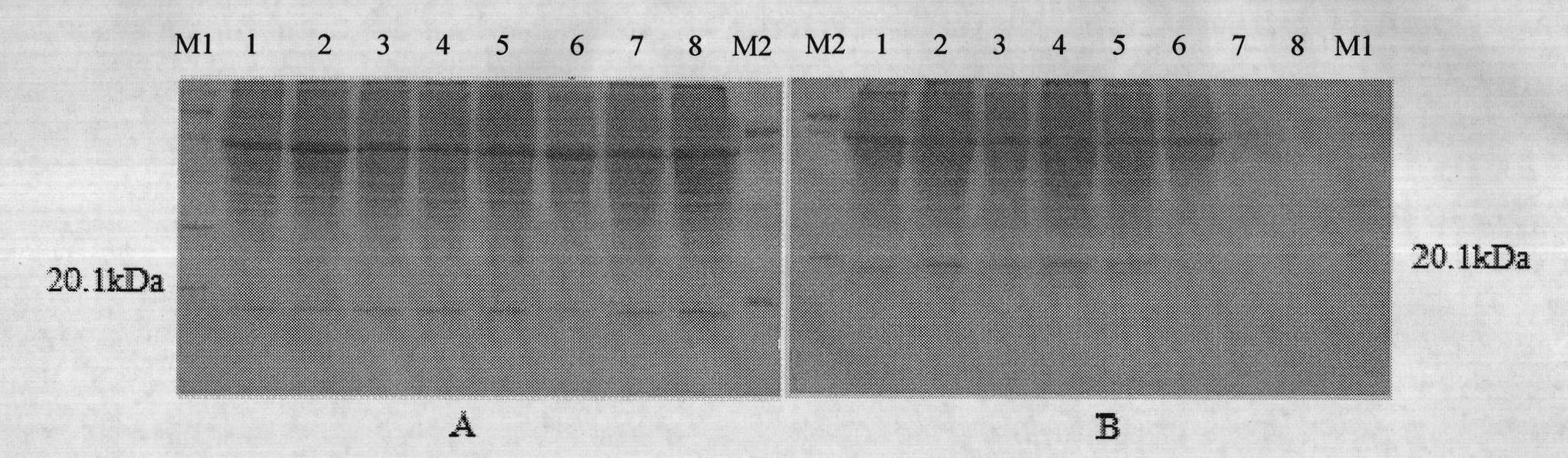 Mammary gland specificity expression vector capable of efficiently expressing para-insulin growth factor IGF-1