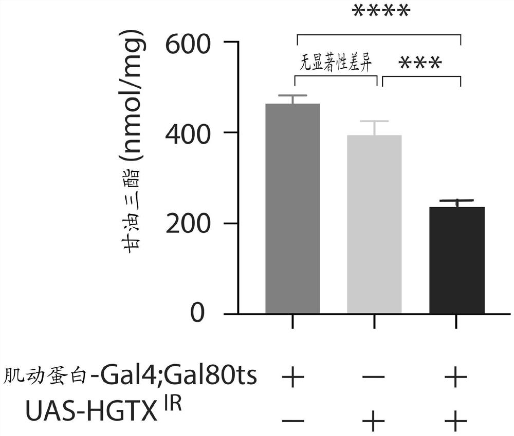 Methods of modulating nkx6.3