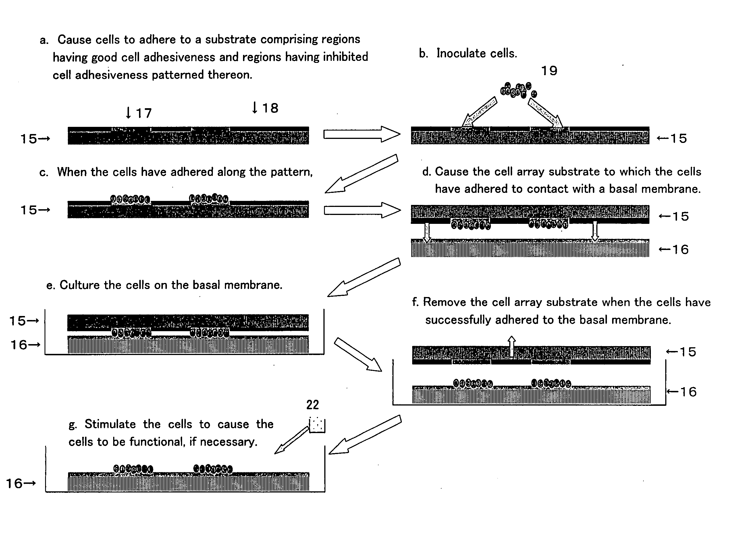 Artificial Tissue Construct and Method for Producing the Same