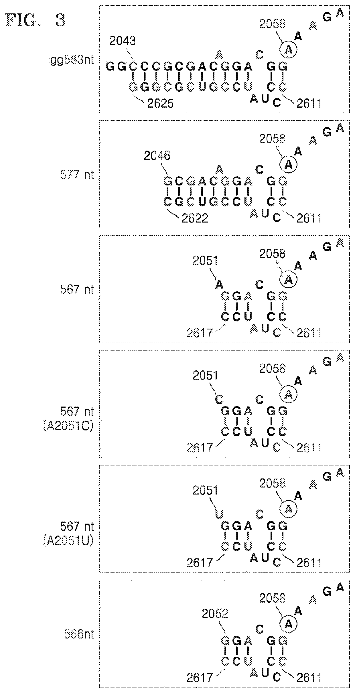 Helix 73-derived RNA molecules interacting with erm protein and methods of using the same