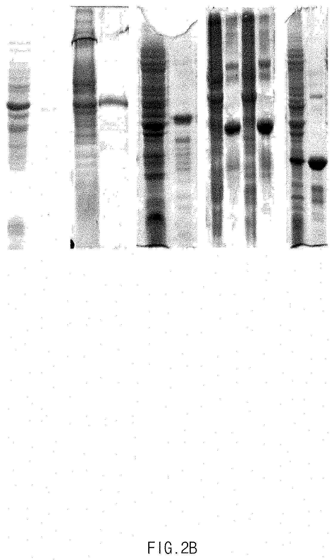 Method for separating and purifying mussel adhesive protein