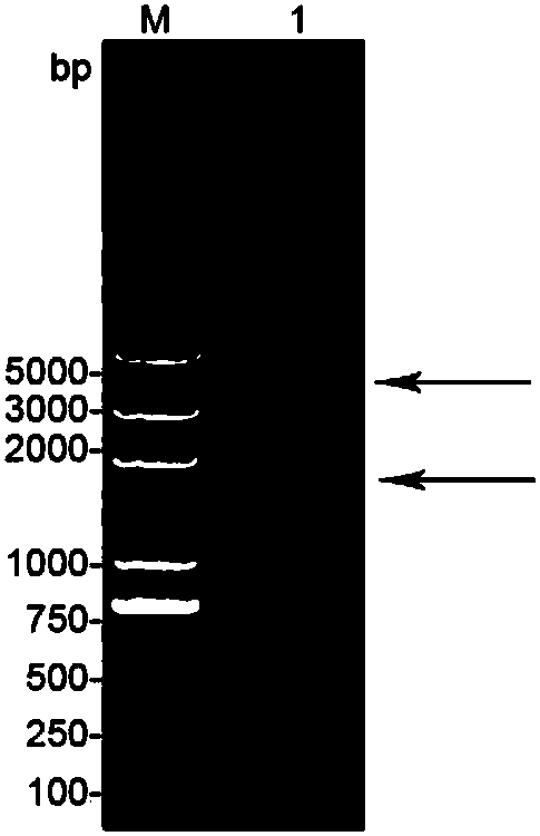 Mutated mycobacterium smegmatis capable of secreting niacin and construction method of mutated mycobacterium smegmatis