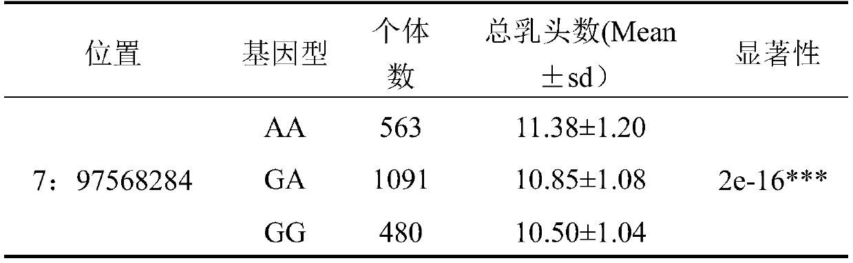 SNP molecular marker located on porcine No. 7 chromosome and related to total teat number and application of SNP molecular marker