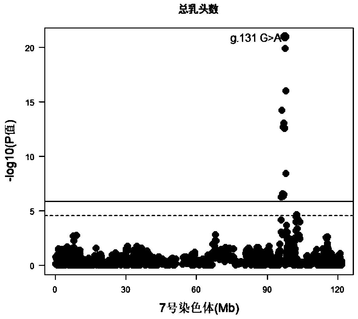 SNP molecular marker located on porcine No. 7 chromosome and related to total teat number and application of SNP molecular marker