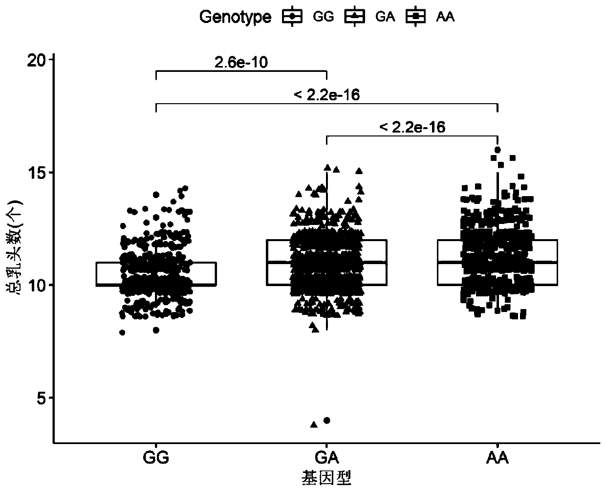 SNP molecular marker located on porcine No. 7 chromosome and related to total teat number and application of SNP molecular marker