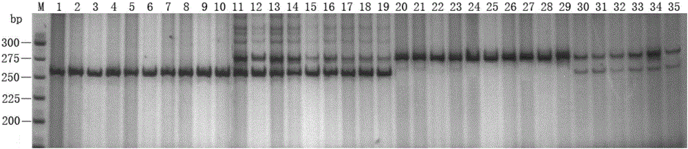 Snapper germplasm identification method and application thereof