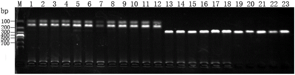 Snapper germplasm identification method and application thereof