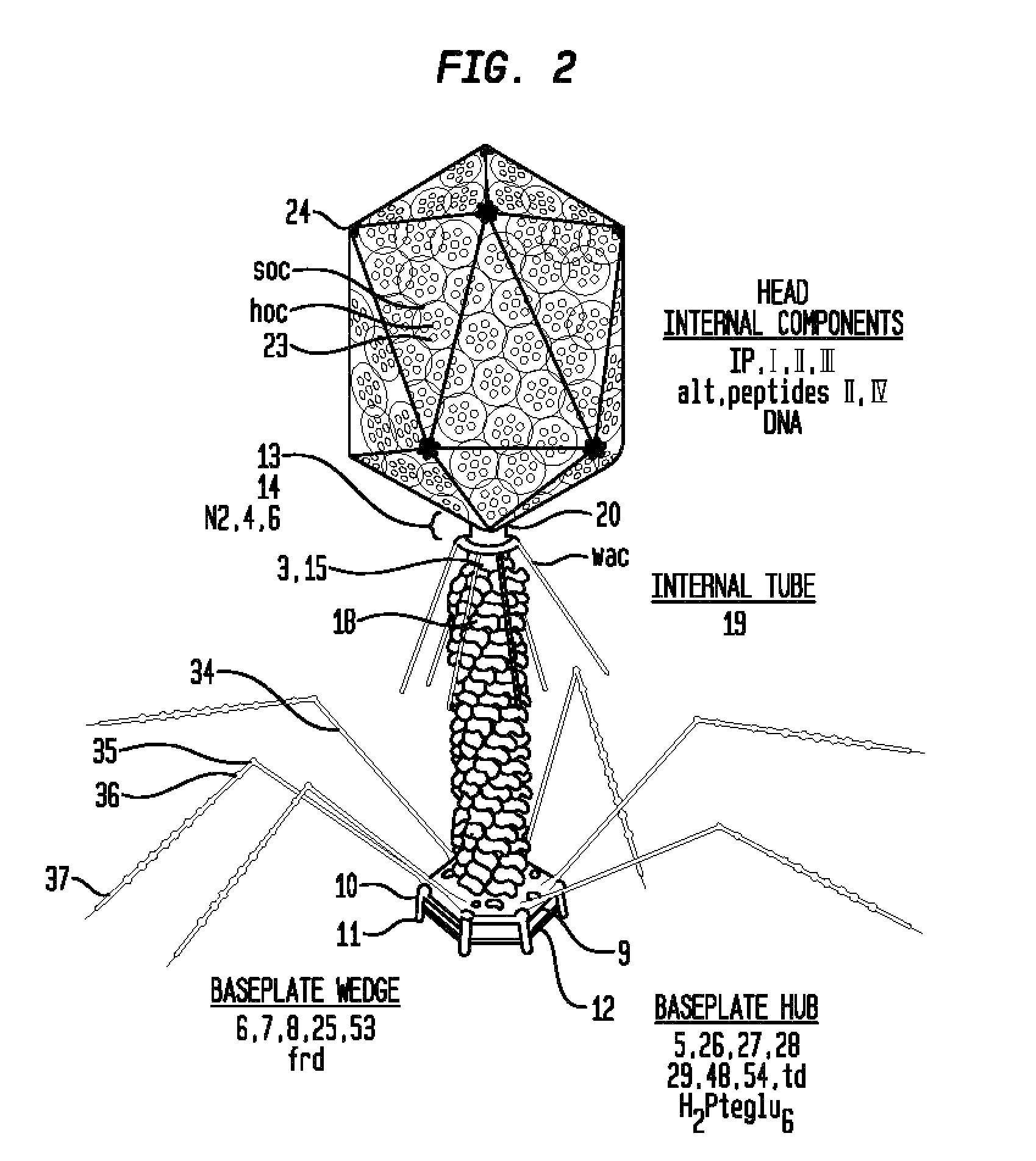 T4 bacteriophage bound to a substrate