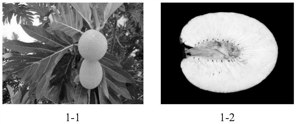 High-throughput breeding method for breadfruit seedlings