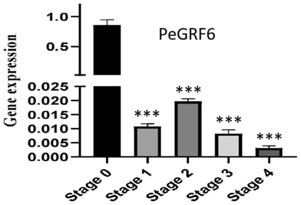 Gene PeGRF6 for regulating and controlling development of butterfly orchid leaves and application of gene PeGRF6