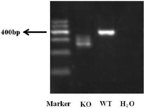 Method for rapid identification of proliferation phenotype in cell line after esophagus cancer functional gene knockout