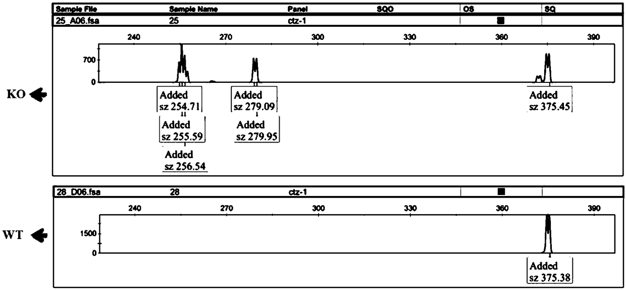 Method for rapid identification of proliferation phenotype in cell line after esophagus cancer functional gene knockout