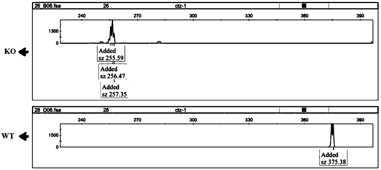 Method for rapid identification of proliferation phenotype in cell line after esophagus cancer functional gene knockout