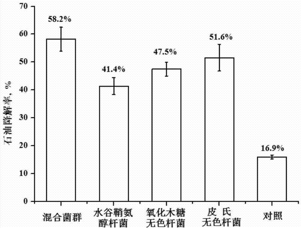 Complex microbial agent for restoring coastline with heavy oil pollution, as well as preparation method and applications thereof