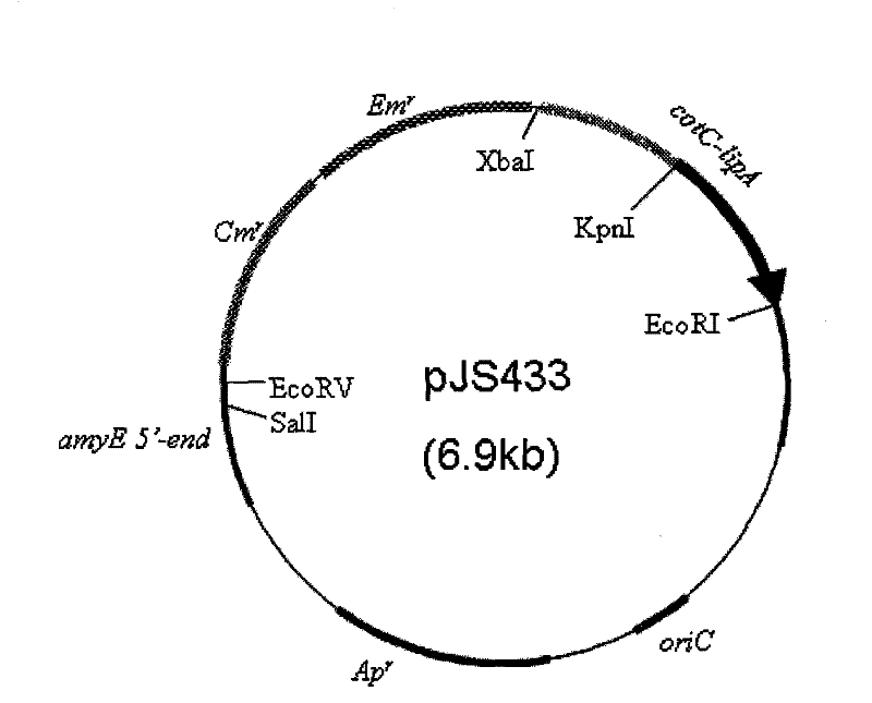 Preparation of recombinant spore with surface for displaying lipase having catalytic activity