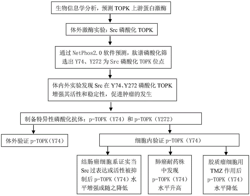 Anti-TOPK antibody with 74th tyrosine residue phosphorylated as well as preparation method and application of anti-TOPK antibody