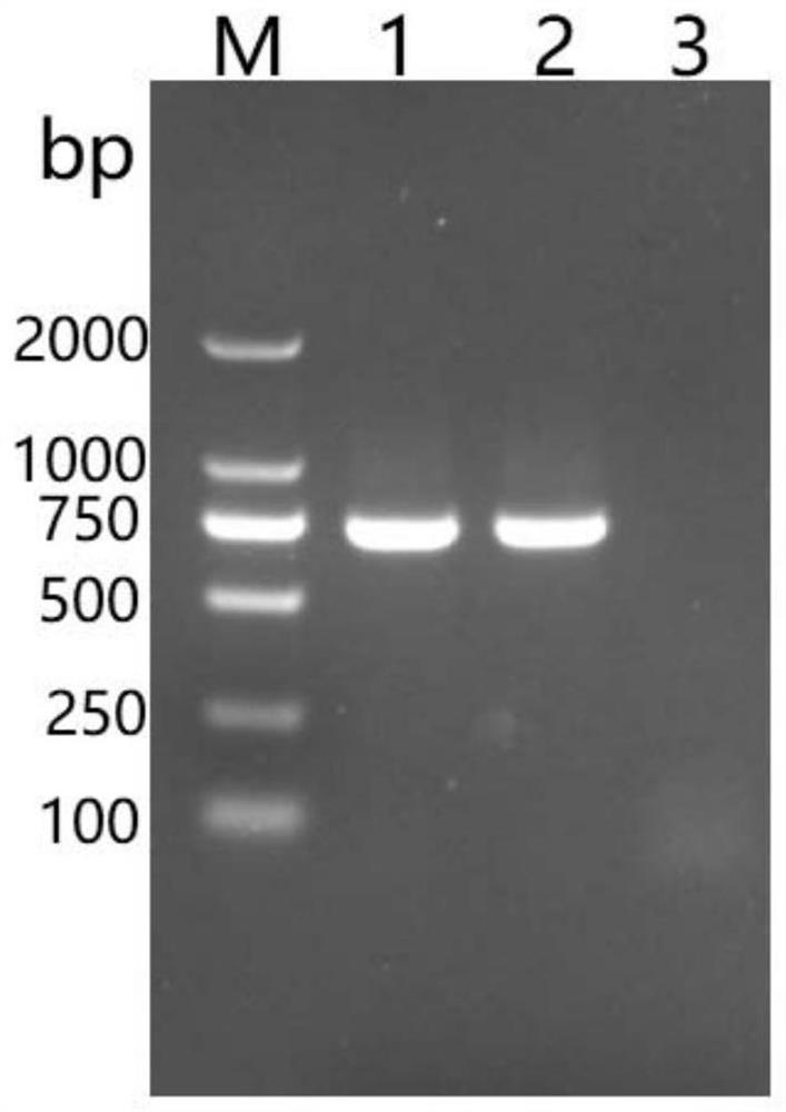 A quantitative method for carp spring viremia virus