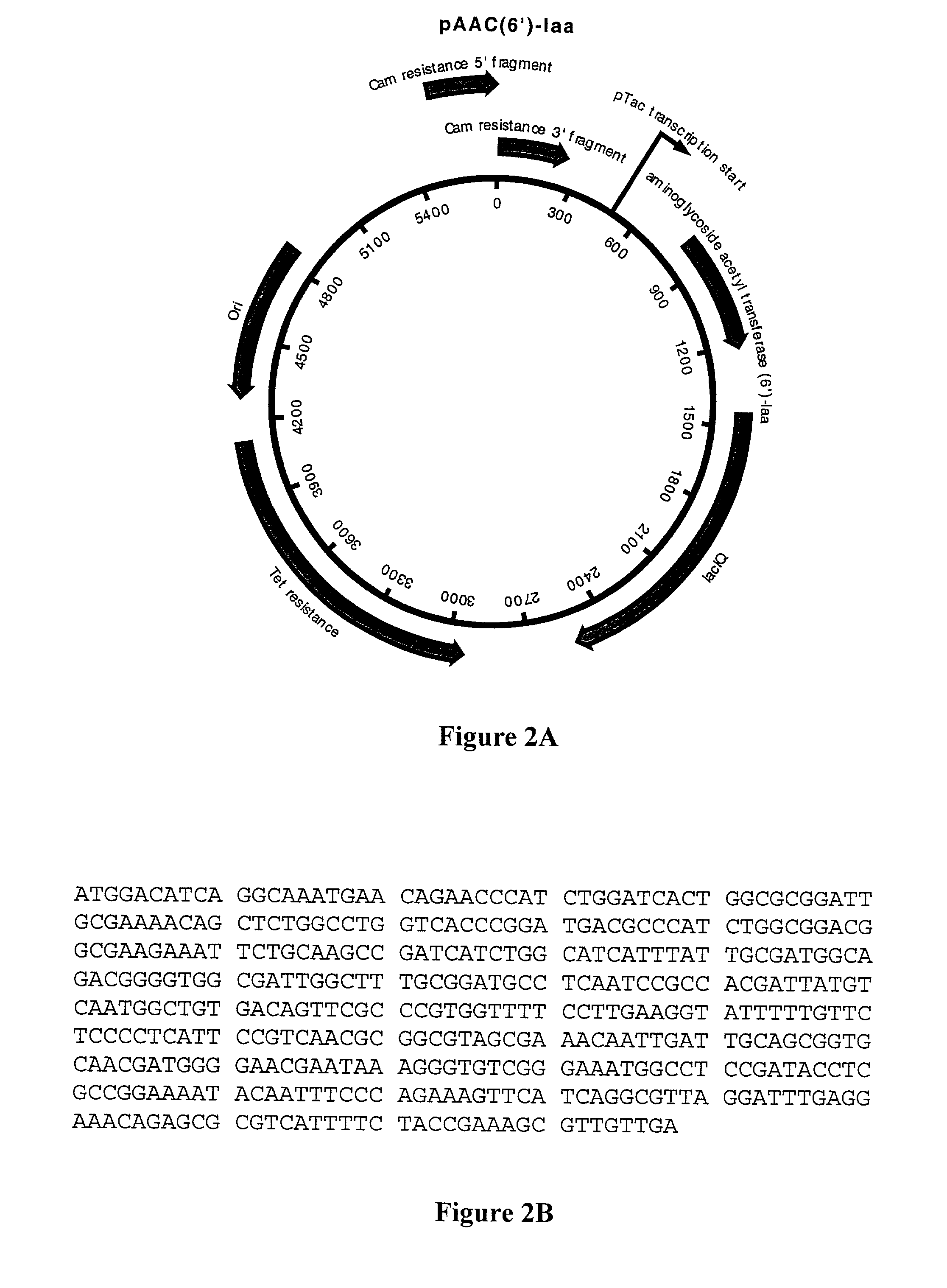 Method of identifying putative antibiotic resistance genes