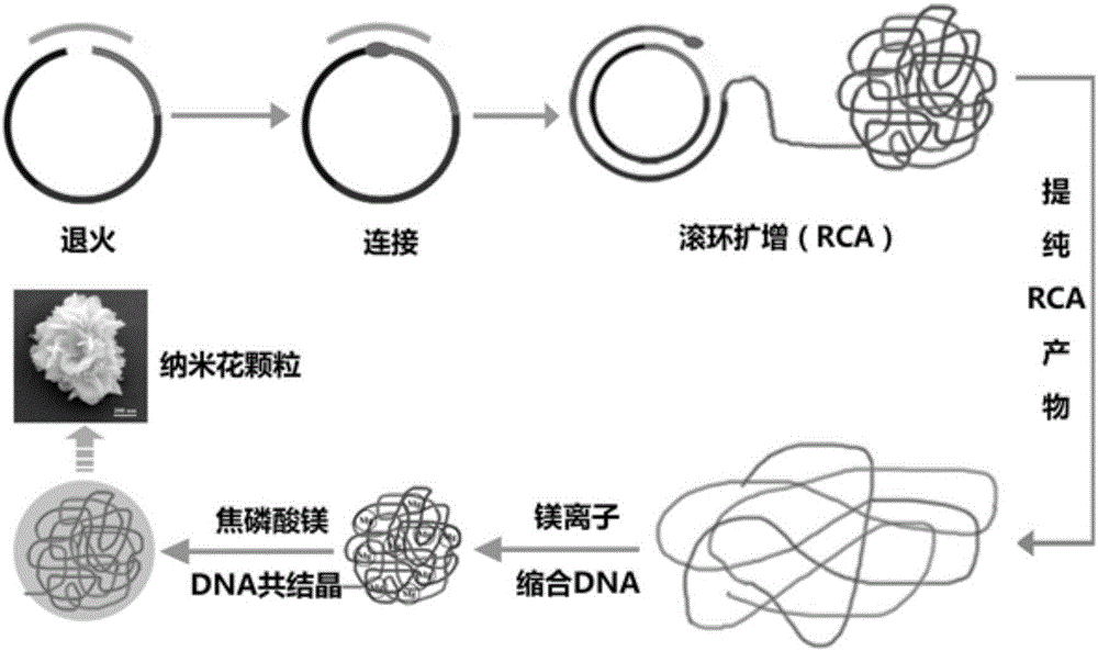 Nucleic acid self-assembled composite nanoflower particle material as well as preparation method and application thereof