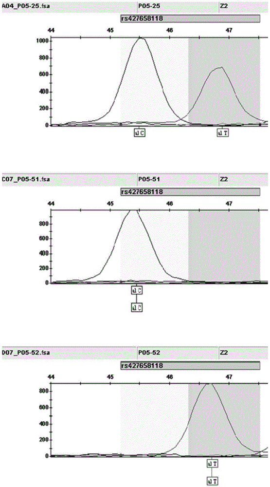 RXDP2 gene SNP marking composition related to sheep horn phenotype and application thereof