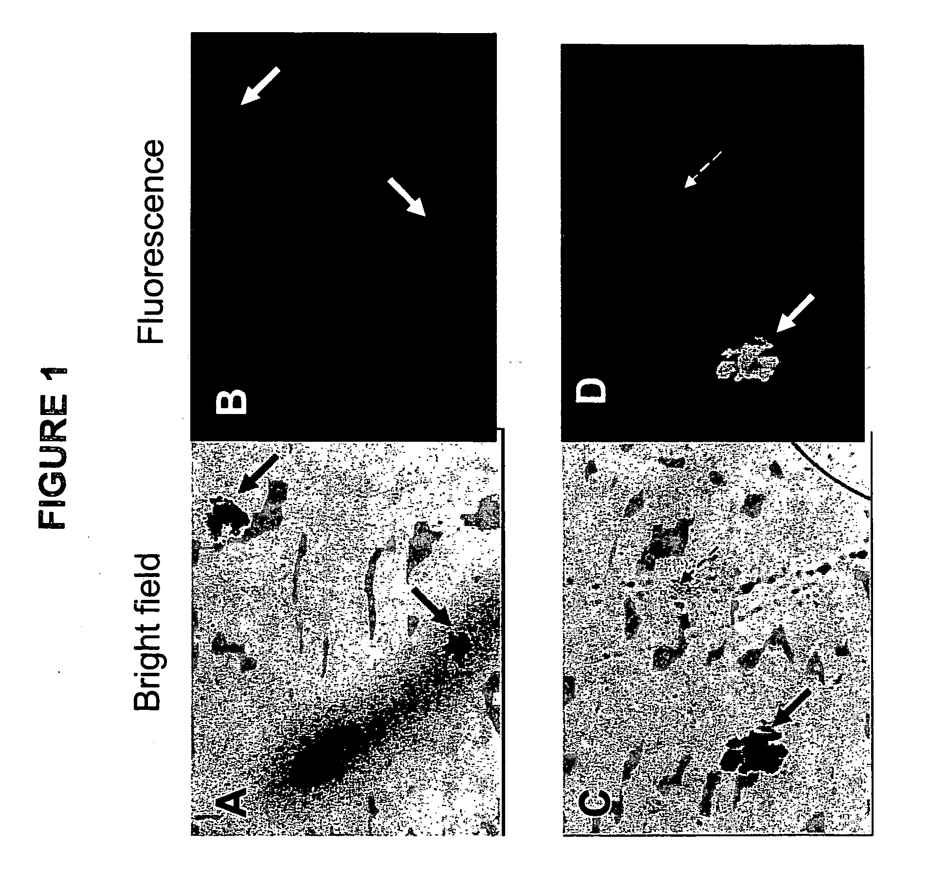 Modified colony assay