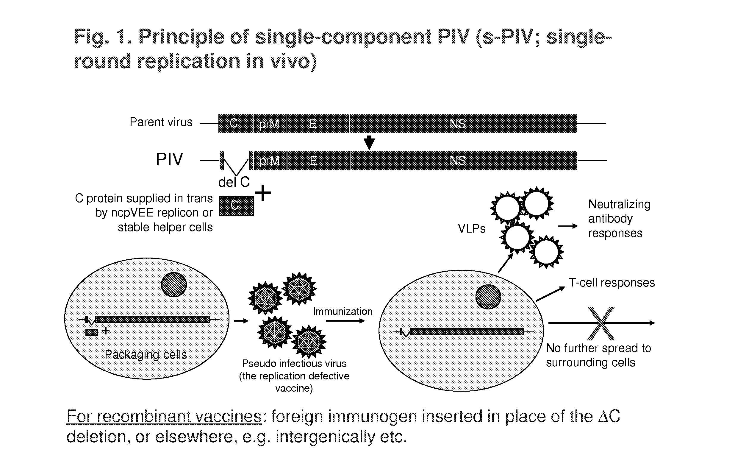 Replication-Defective Flavivirus Vaccines and Vaccine Vectors