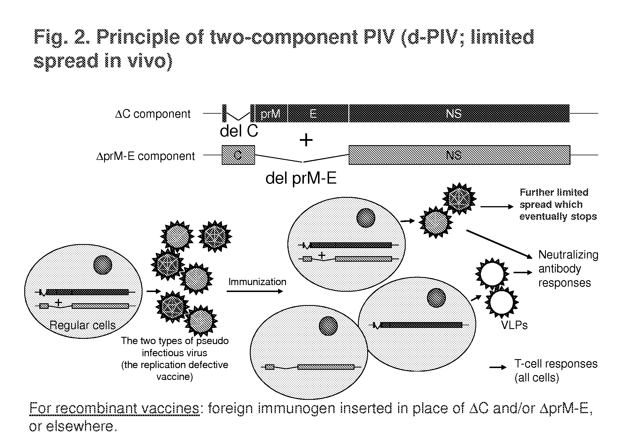 Replication-Defective Flavivirus Vaccines and Vaccine Vectors