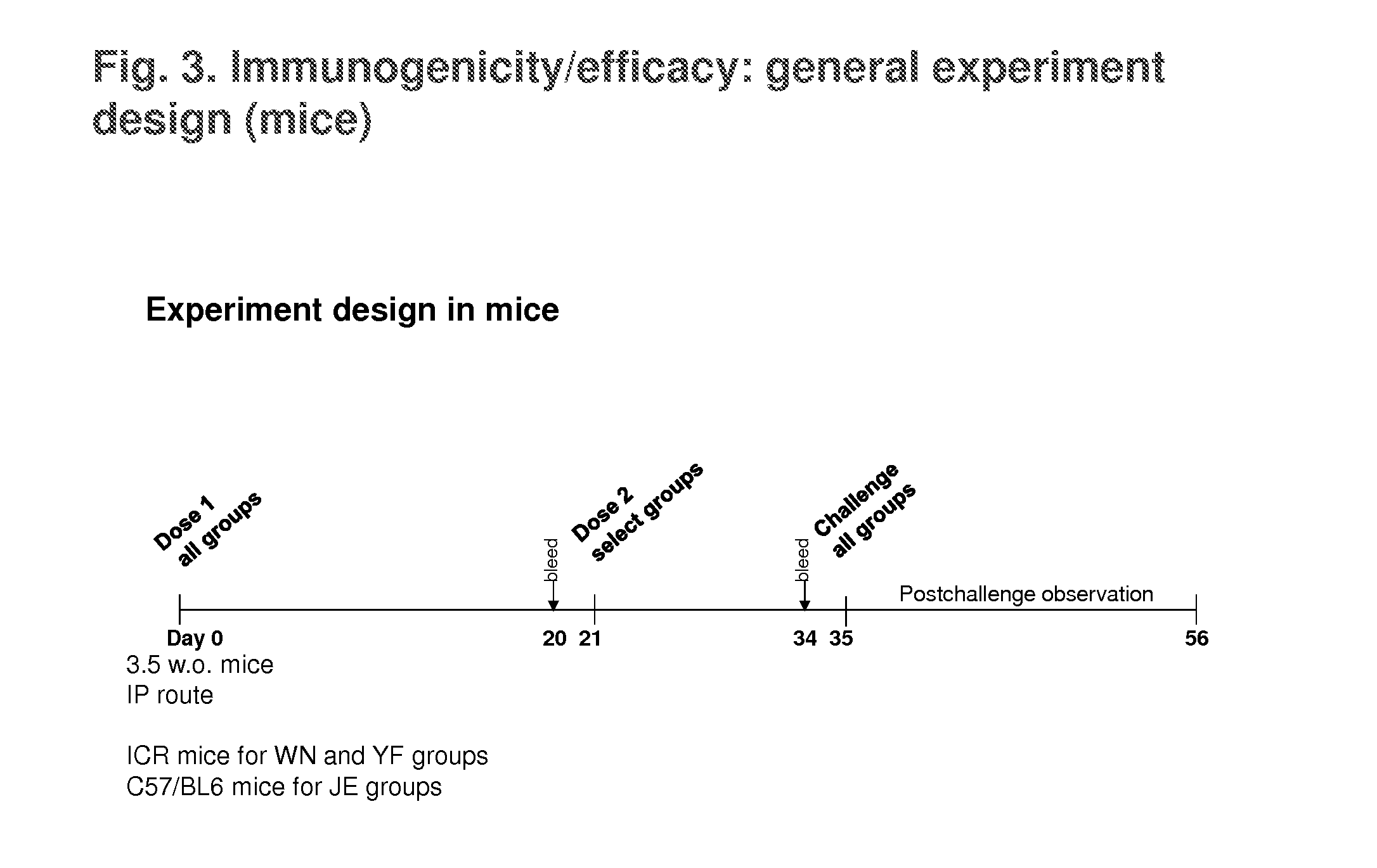 Replication-Defective Flavivirus Vaccines and Vaccine Vectors