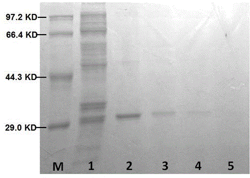 HSAB theory based sulfhydryl cotton post-modification material as well as preparation and application thereof