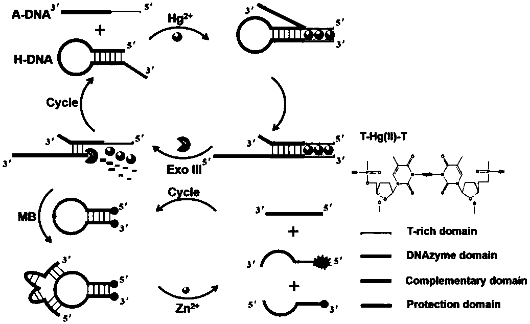 Double amplification reaction of exo III-assisted loop and DNAzyme loop for Hg2+ detection