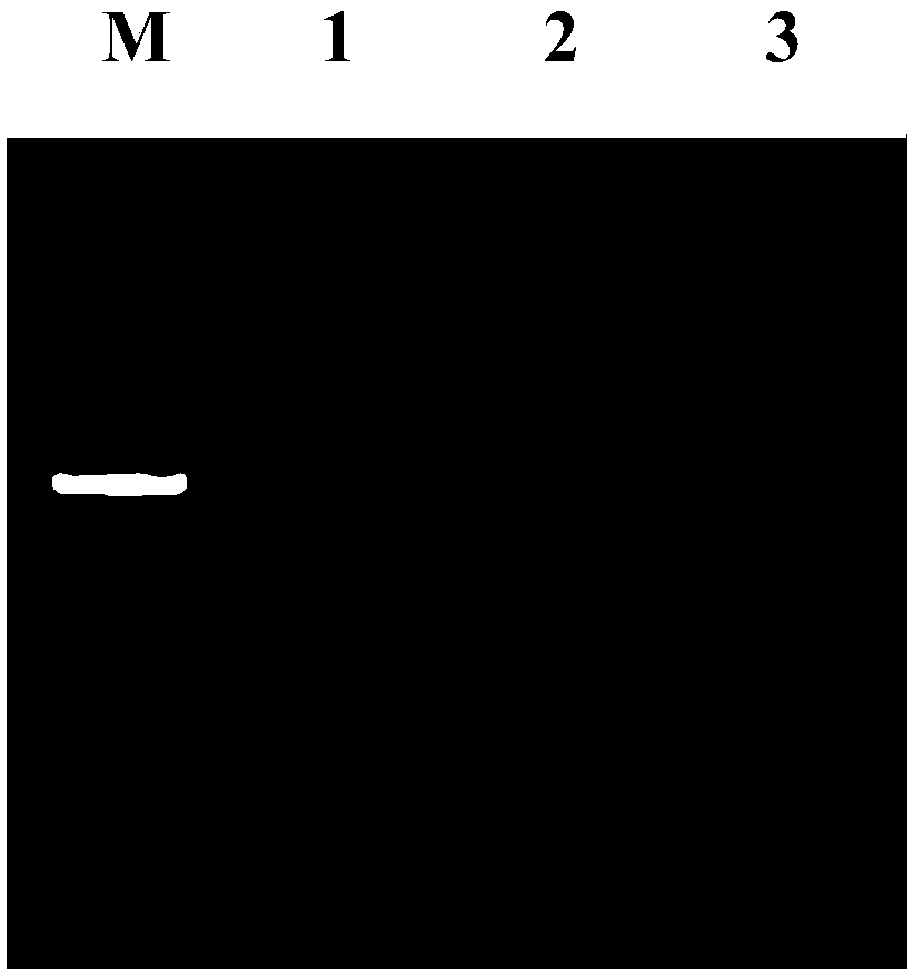 Polypeptide with resistance to gram-positive bacteria