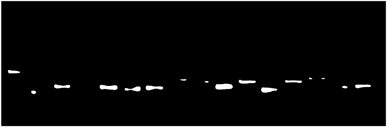 Polypeptide with resistance to gram-positive bacteria