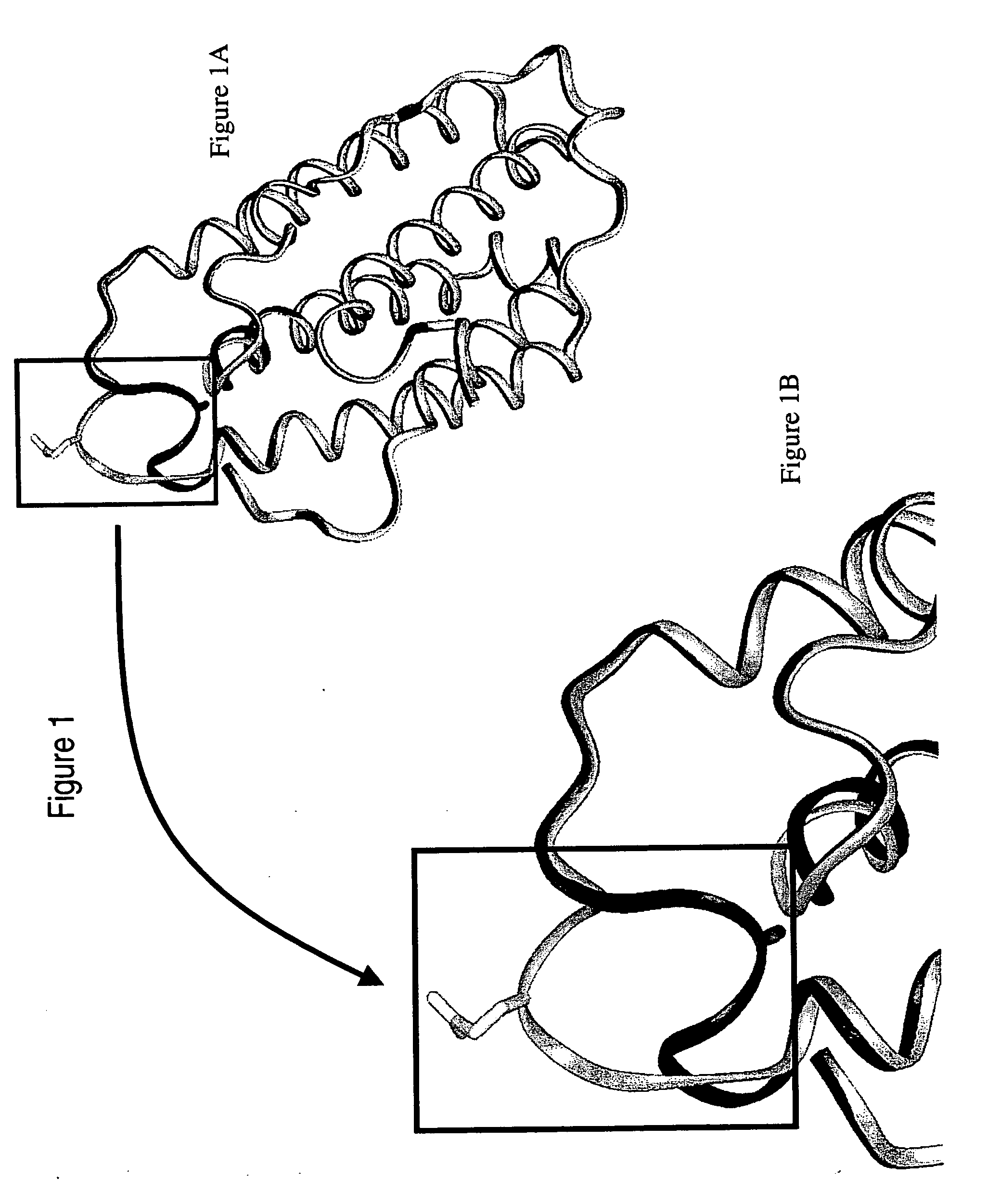 Polynucleotides and polypeptides of the IFNalpha-14 gene