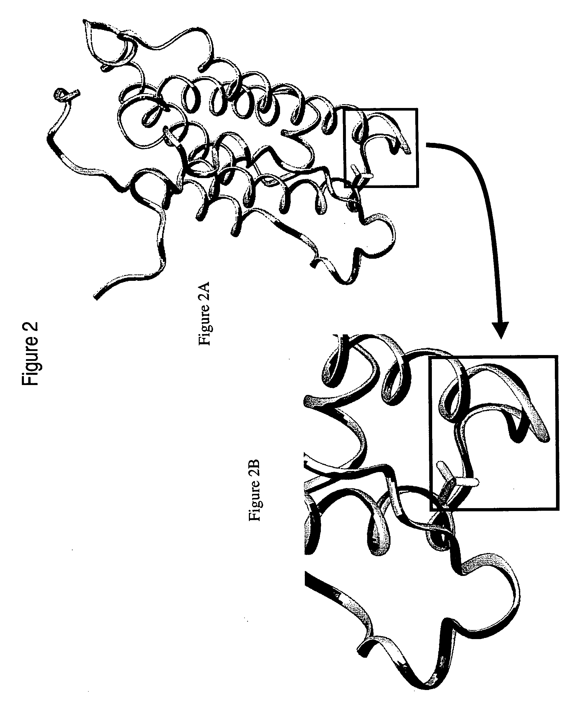 Polynucleotides and polypeptides of the IFNalpha-14 gene