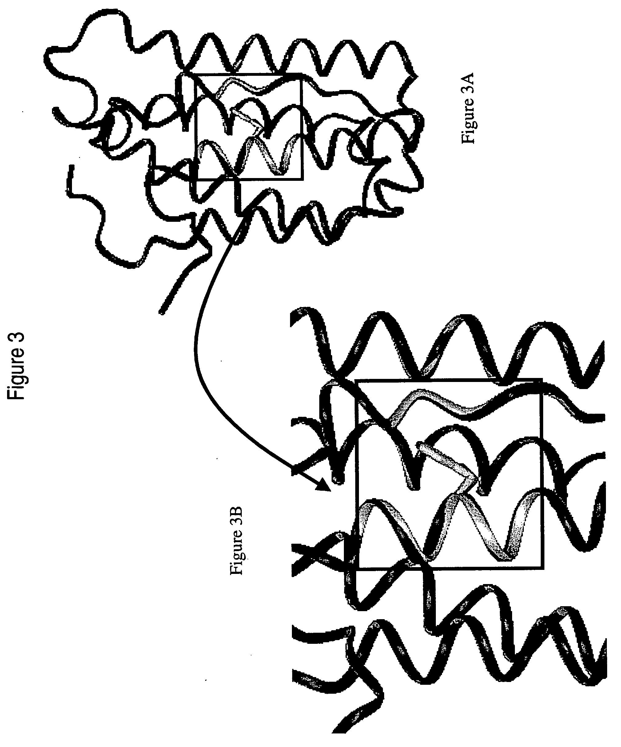 Polynucleotides and polypeptides of the IFNalpha-14 gene