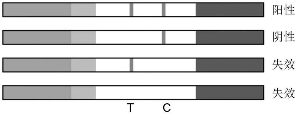 Feline herpes virus type I gB-gD recombinant protein and preparation method and application thereof