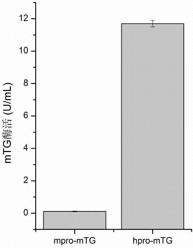 Mutant of glutamine transaminase expressed by active form