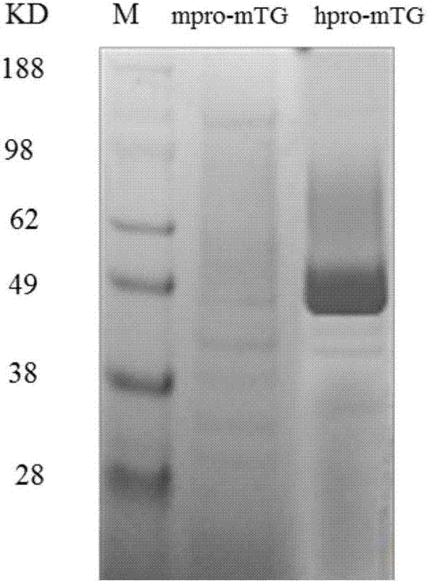 Mutant of glutamine transaminase expressed by active form