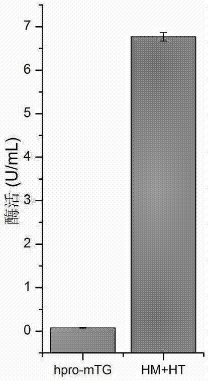 Mutant of glutamine transaminase expressed by active form